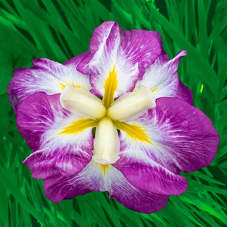 Dinner Plate™ Japanese Iris Collection