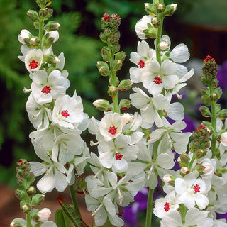 Candida Bianca Miniature Hollyhock
