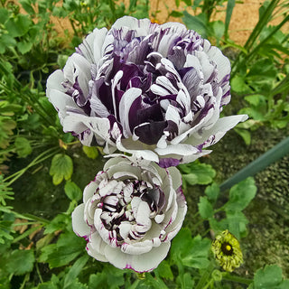 Brushmark Estrada Ranunculus