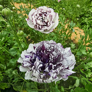 Brushmark Estrada Ranunculus