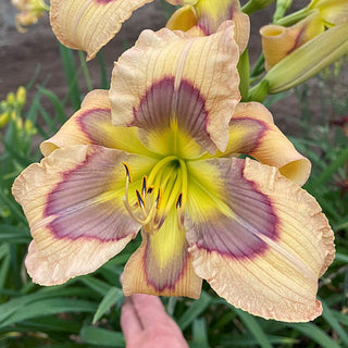 Blue Velvet Eye Reblooming Daylily