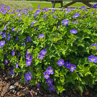 Bloom Me Away Hardy Geranium