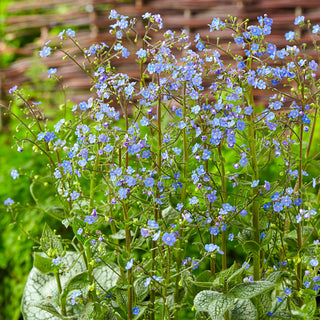 Sea Heart Siberian Bugloss