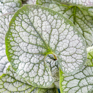 Sea Heart Siberian Bugloss