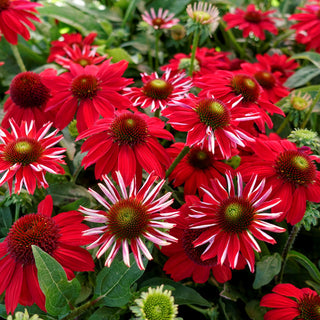 Sombrero Salsa Red Coneflower