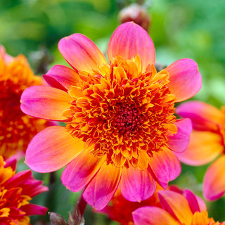 Floorinoor Dahlia