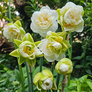Kurfurstin Sophie Daffodil