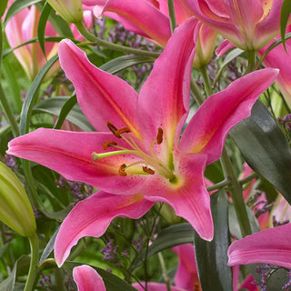 Starburst Oriental Lily Collection