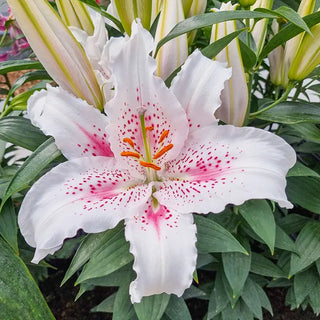 Starburst Oriental Lily Collection