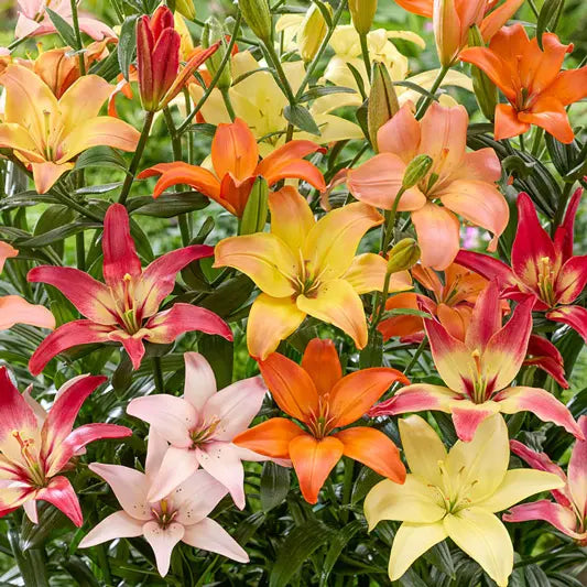 Pollen Free Lily Mixture – Breck's