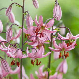 Turk's Cap Lily Collection
