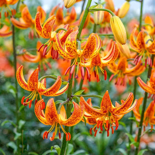 Turk's Cap Lily Collection