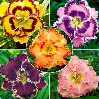 Ruffled Daylily Collection 2026