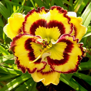 Ruffled Daylily Collection 2026