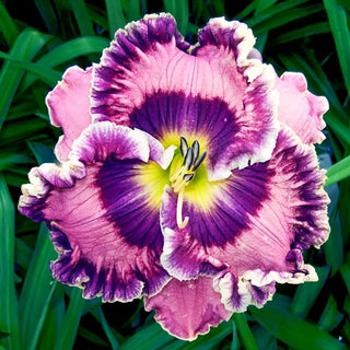 Ruffled Daylily Collection 2026
