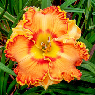 Ruffled Daylily Collection 2026