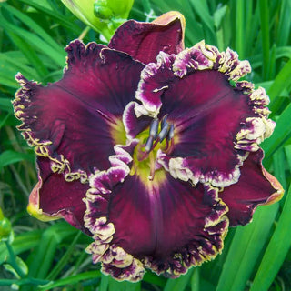 Ruffled Daylily Collection 2026