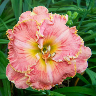 Ruffled Daylily Collection 2026