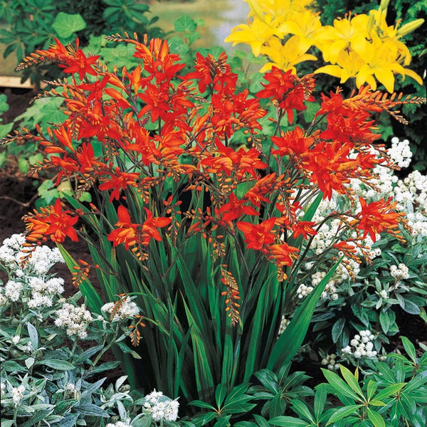 can you plant crocosmia bulbs in pots Fire King Crocosmia - Crocosmia Crocosmiiflora