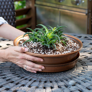 Firebird Aloe Tabletop Planter Kit
