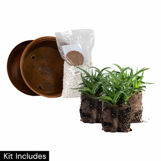 Firebird Aloe Tabletop Planter Kit