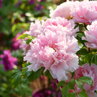 Pink of the Past Tree Peony