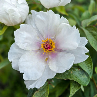 Phoenix White Tree Peony