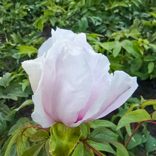 Phoenix White Tree Peony