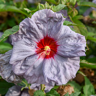 Moonstone Magic Hibiscus
