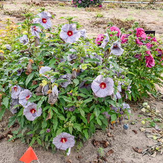 Moonstone Magic Hibiscus