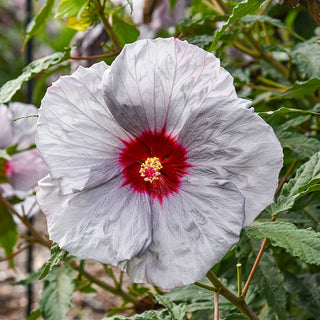 Moonstone Magic Hibiscus