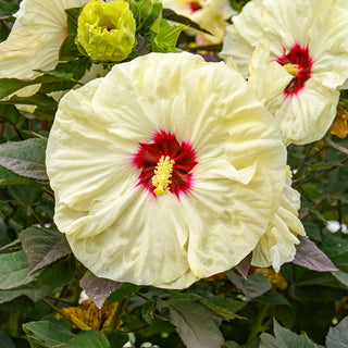 Coconut Cream Hibiscus