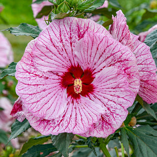 Glitter Bomb Hibiscus