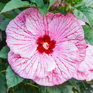 Glitter Bomb Hibiscus