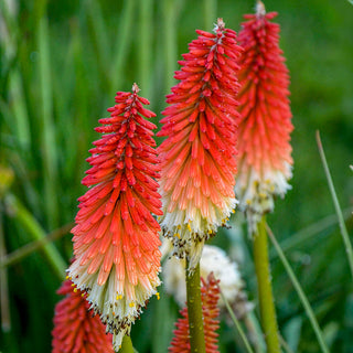 High Roller Red Hot Poker