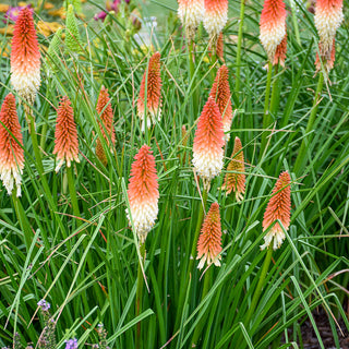 High Roller Red Hot Poker