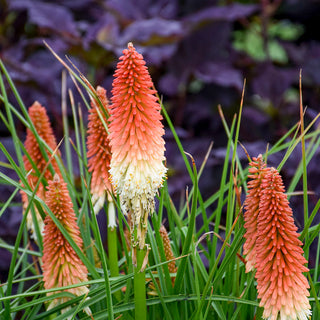 High Roller Red Hot Poker