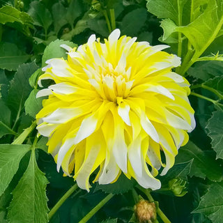 Calgary Flames Dahlia