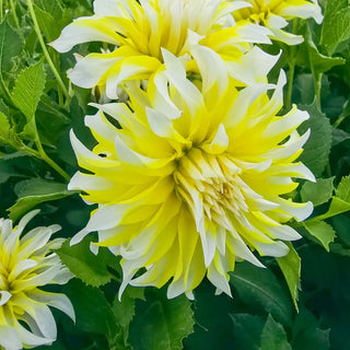 Calgary Flames Dahlia