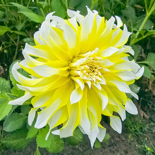 Calgary Flames Dahlia