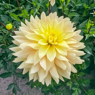 Xanthe Dahlia