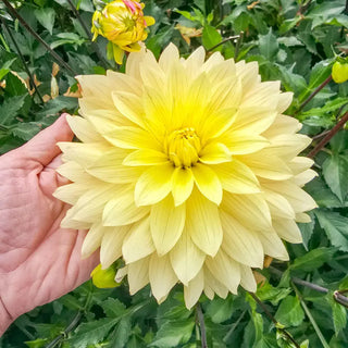 Xanthe Dahlia