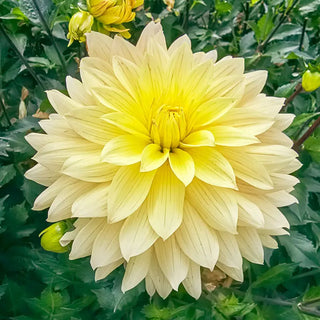 Xanthe Dahlia