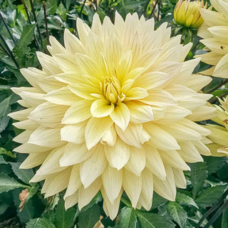 Xanthe Dahlia