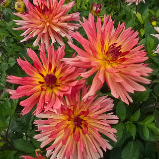 Tickled Sun Dahlia