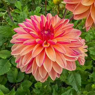 Madame Antoinette Dahlia