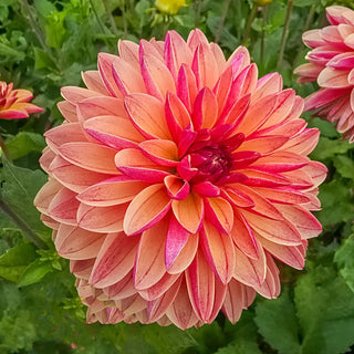 Madame Antoinette Dahlia