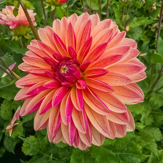 Madame Antoinette Dahlia