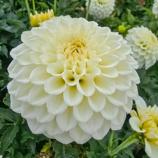 Haildrop Patio Dahlia