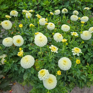 Haildrop Patio Dahlia